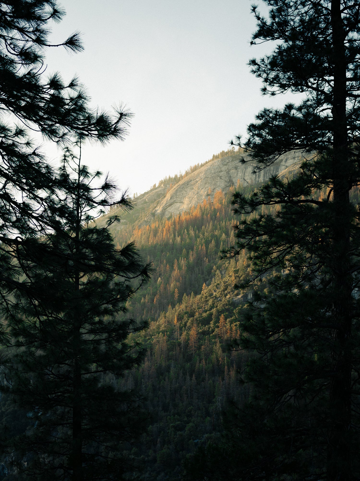 Waldlandschaft