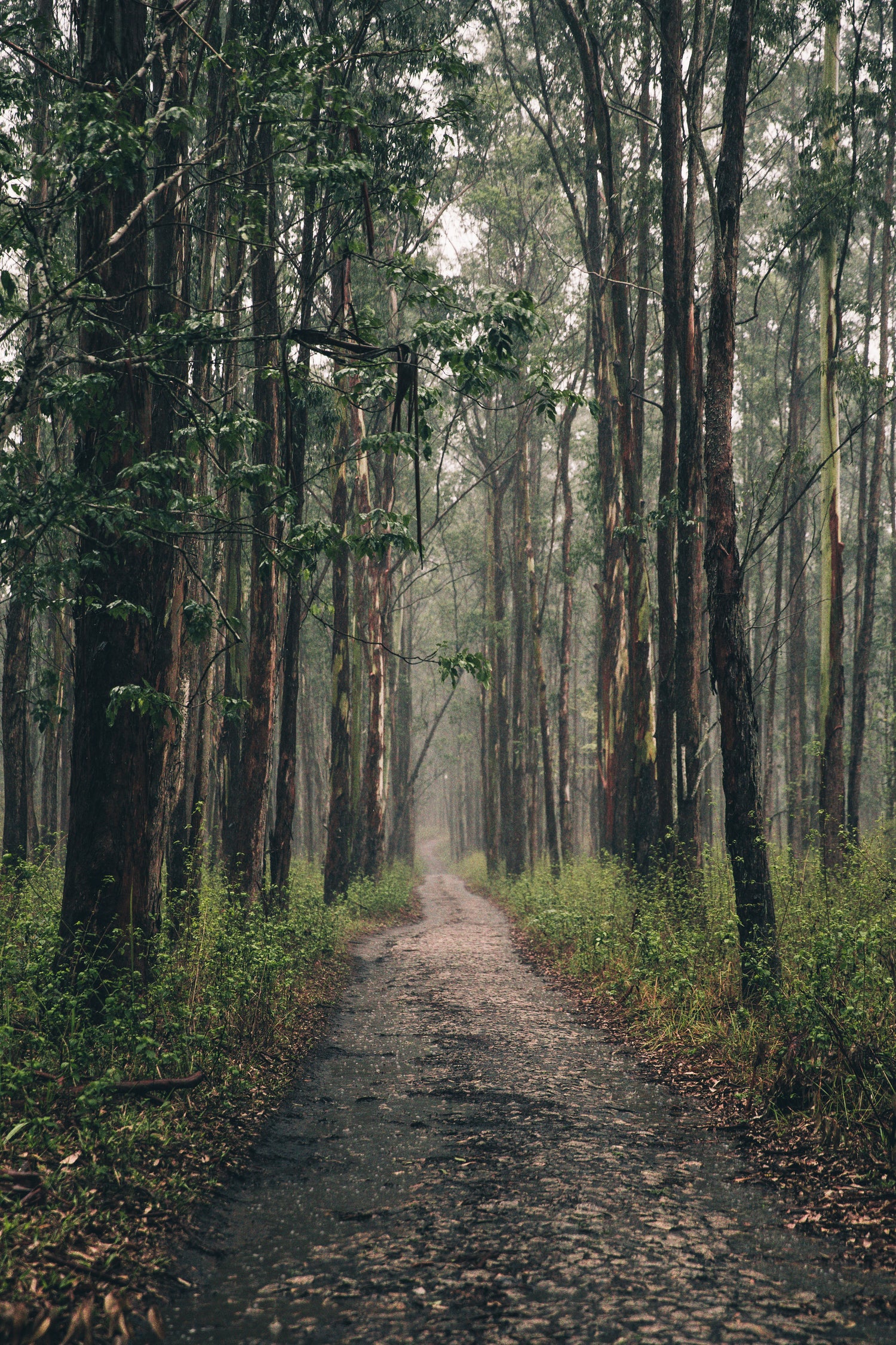 Waldweg